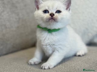 British Shorthair cats Silver and golden kittens - Advert 9