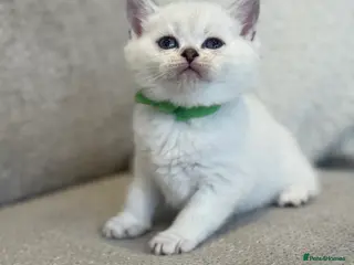 British Shorthair cats Silver and golden kittens - Advert 11