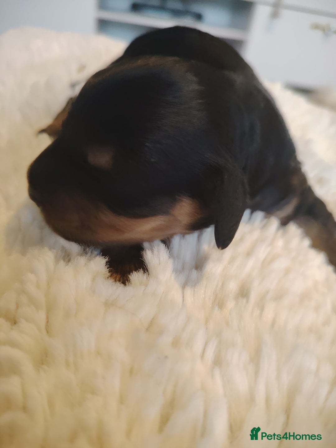 Cavapoo dogs for sale: Stunning tri coloured teddy bear Cavapoos x 6  - Advert 6