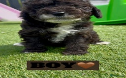 Cockapoo dogs for sale: BEAUTIFUL TOY F1B COCKAPOOS - Image 6