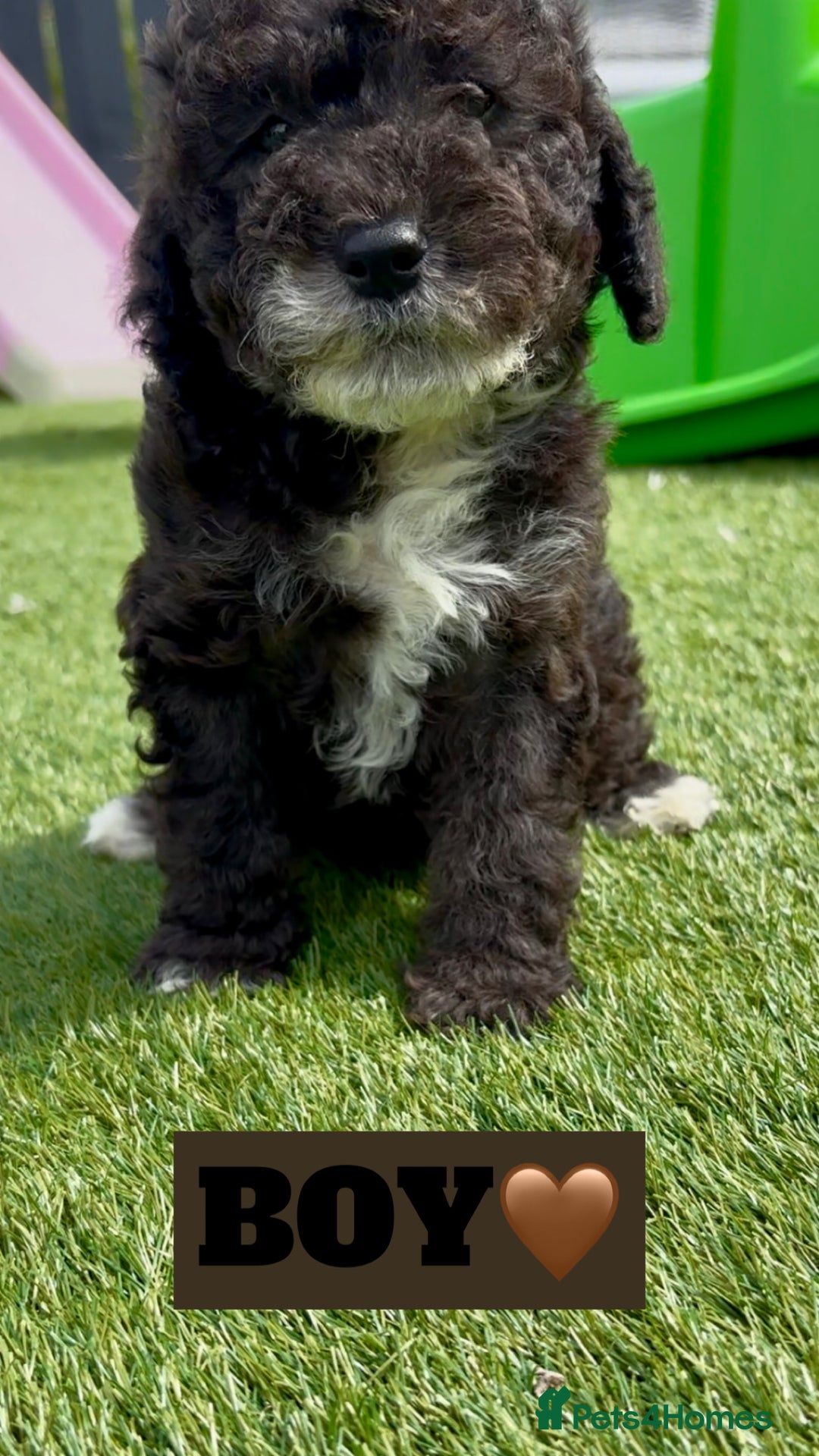 Cockapoo dogs for sale: BEAUTIFUL TOY F1B COCKAPOOS - Image 6