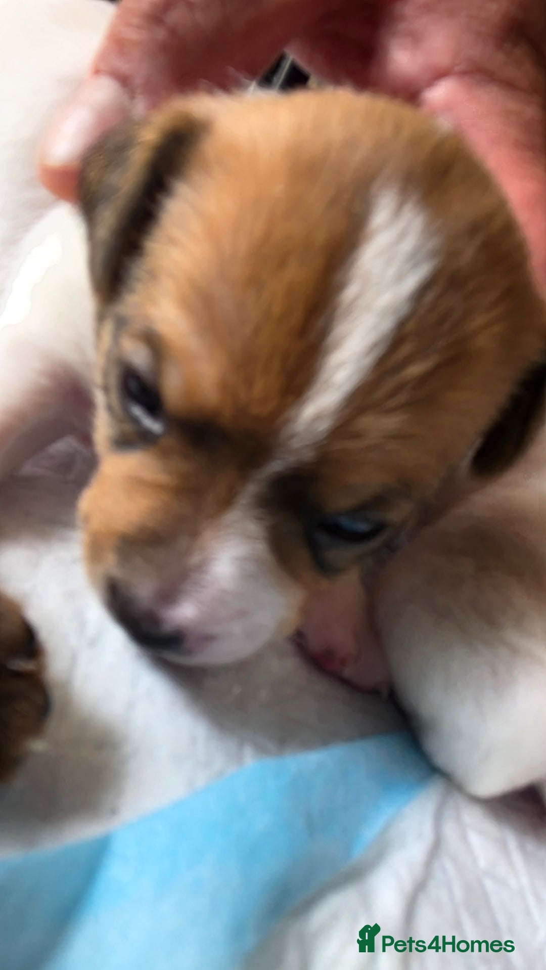 Jack Russell dogs for sale: Jack Russell Terrier  in Epping - Image 8