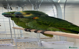 Parrots birds for sale: Hand Reared Blue Fronted Amazons - Image 4