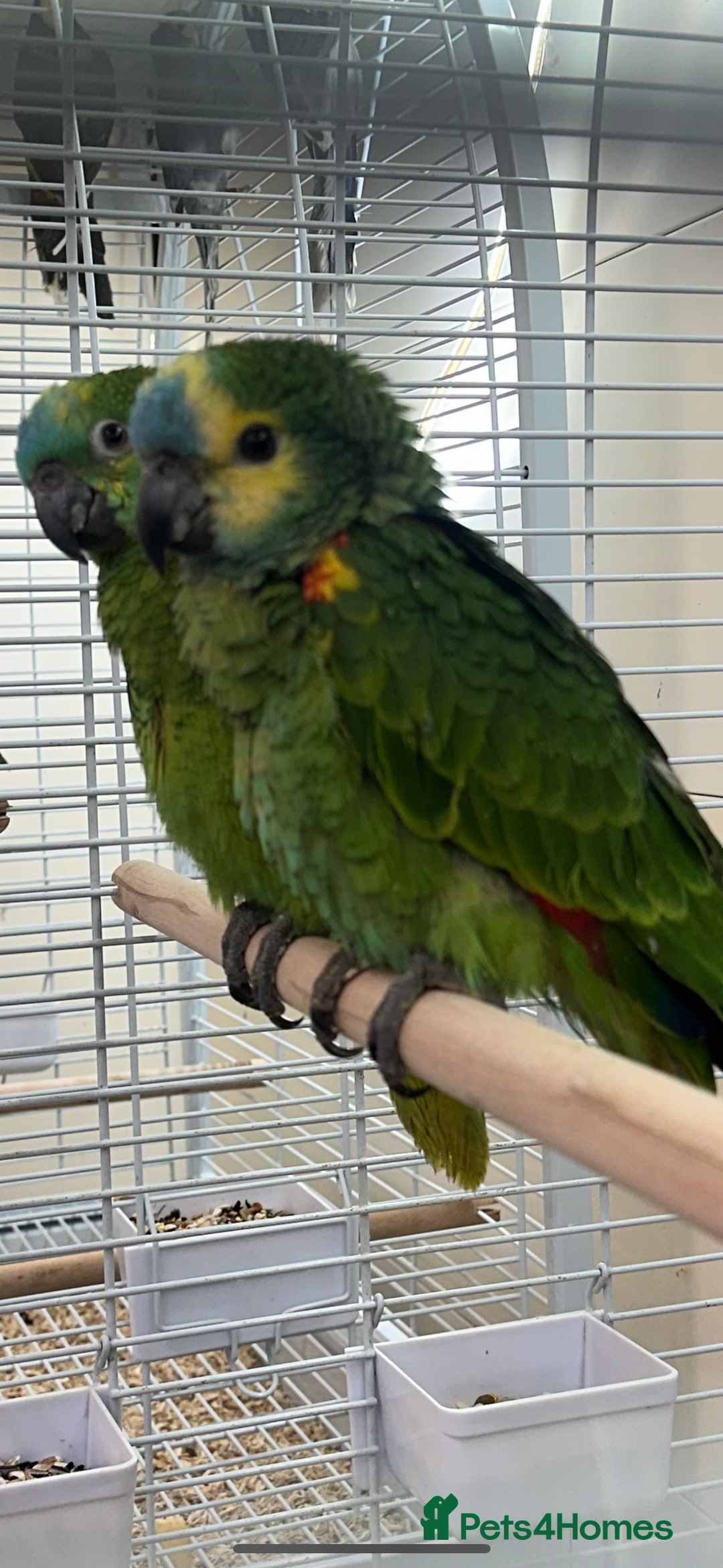 Parrots birds for sale: Hand Reared Blue Fronted Amazons - Image 4