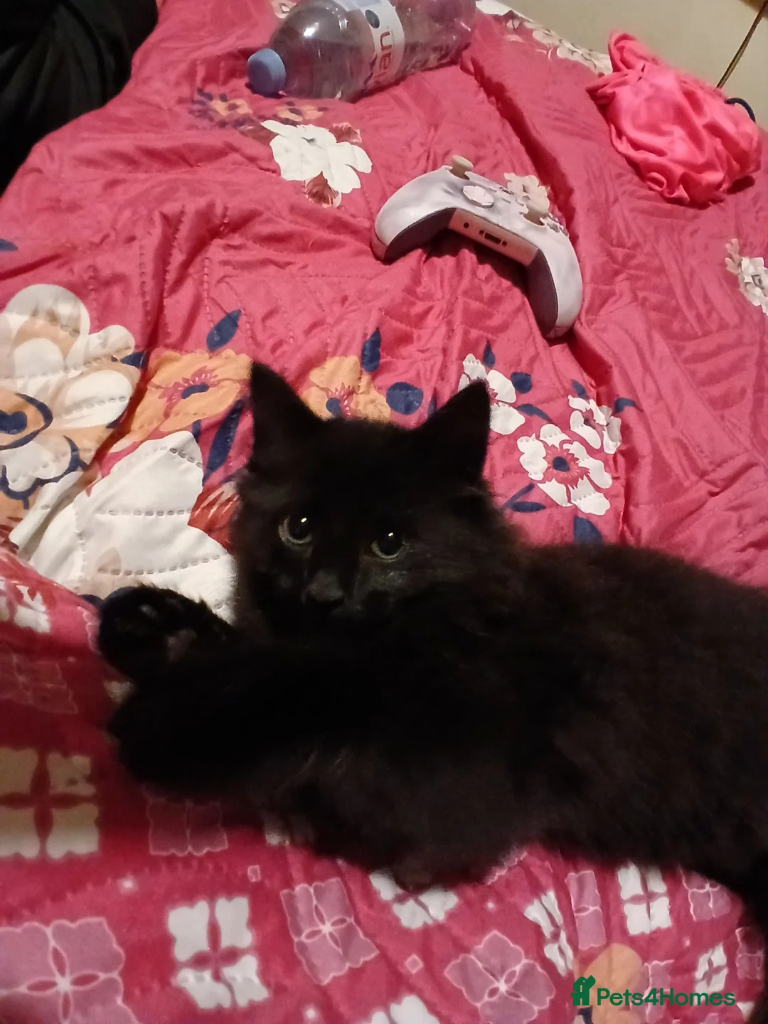 British Longhair cats for sale: Onyx male domestic long hair - Advert 2