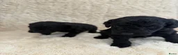 Cockapoo dogs for sale: 4 cockapoo puppies  - Advert 11