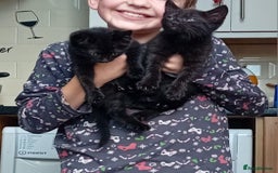 Mixed Breed cats for sale: Female kitten  - Image 2
