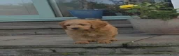 Goldendoodle dogs for sale: Red F1 Goldendoodle puppies for sale  in Leyland - Advert 5