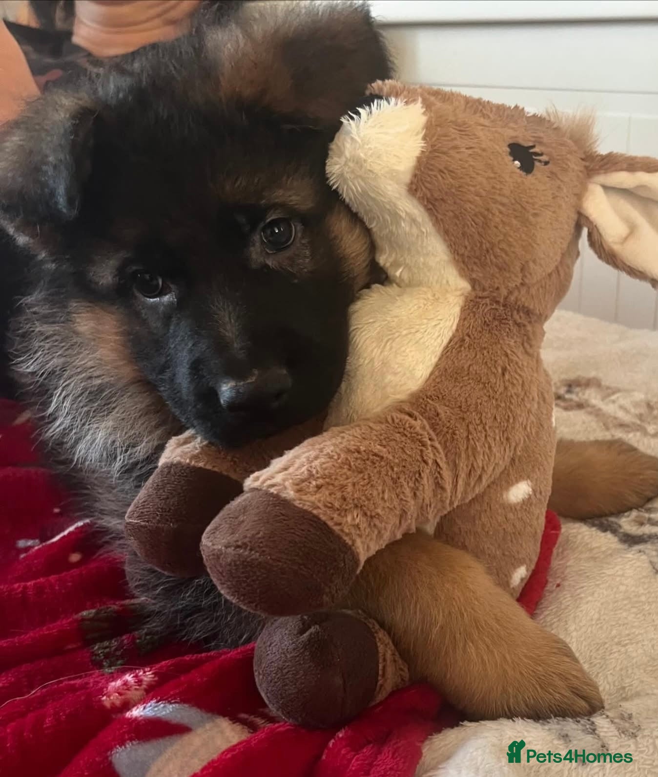 German Shepherd dogs Outstanding Gsd girls for sale  - Advert 11