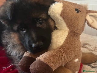 German Shepherd dogs Outstanding Gsd girls for sale - Advert 11