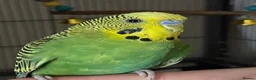 Budgerigars birds for sale: Tamed Budgie in Milton Keynes - Advert 3