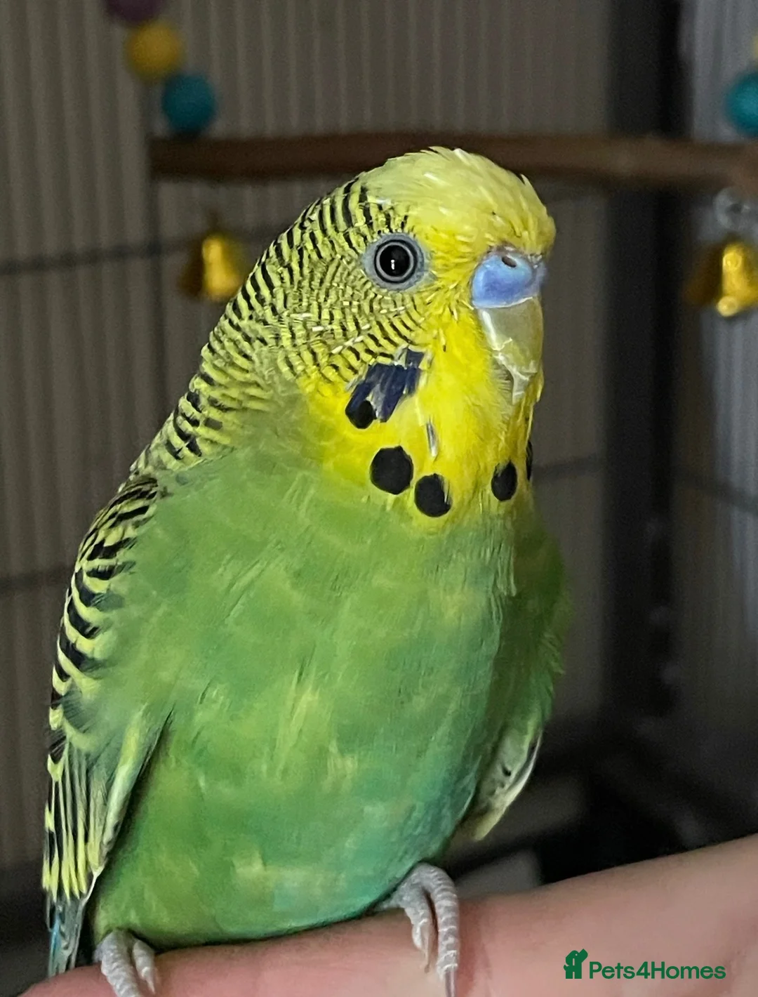 Budgerigars birds for sale: Tamed Budgie in Milton Keynes - Advert 3