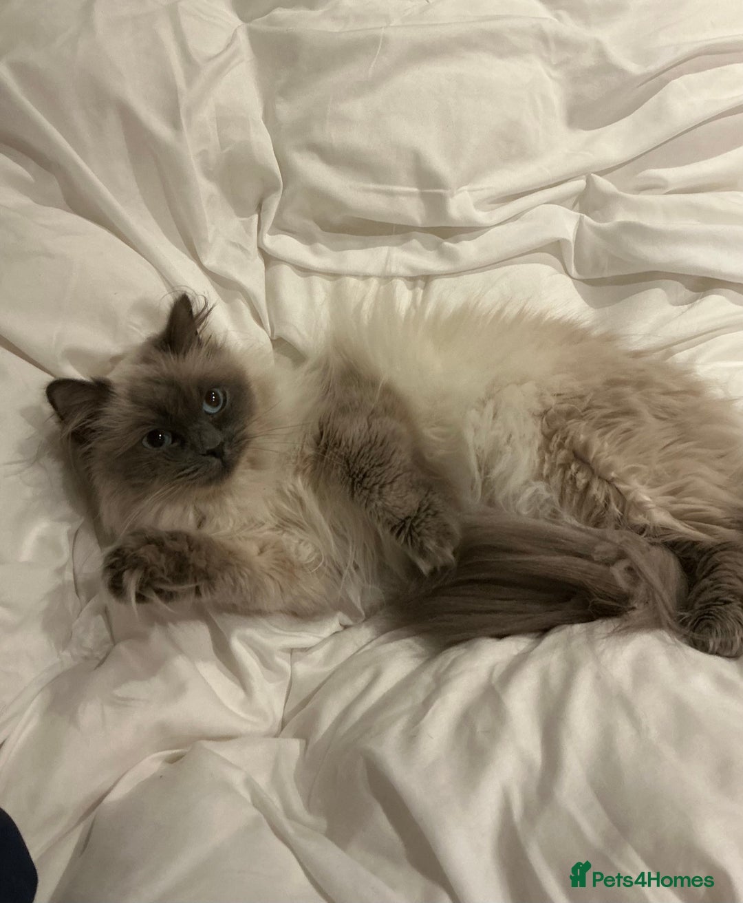 Ragdoll cats for sale: Ragdoll female looking for her forever home - Advert 7
