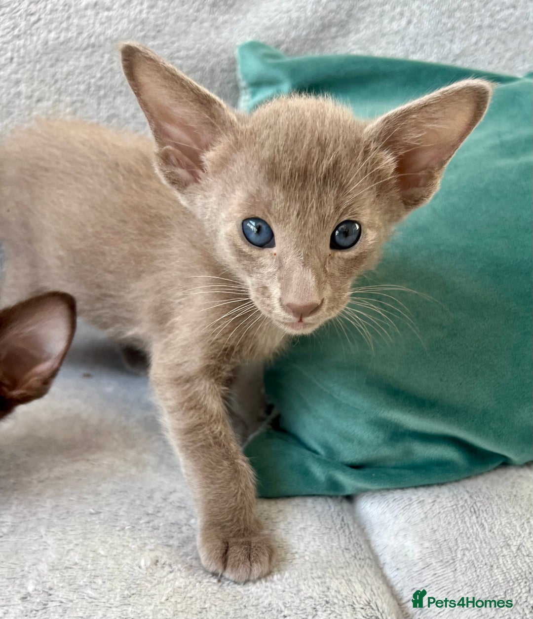 Oriental cats for sale: Supreme pedigree Lilac Oriental kittens GCCF reg - Advert 8