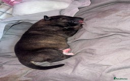Mixed Breed dogs for sale: Stuffy puppies for sale  - Image 12