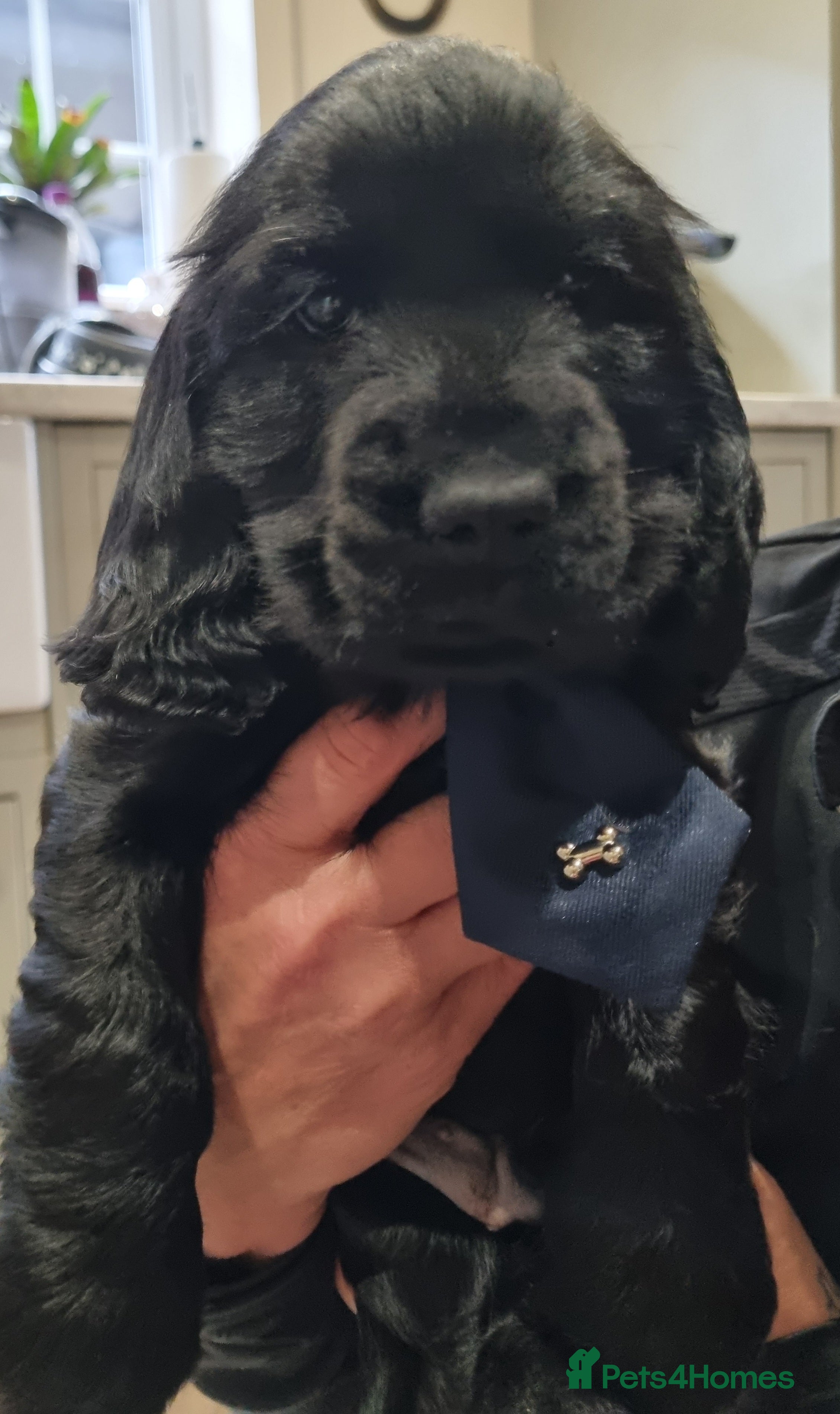 Cocker Spaniel dogs Only this stunning black boy seal left ❤️😍  - Advert 2