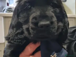 Cocker Spaniel dogs Only this stunning black boy seal left ❤️😍 - Advert 2
