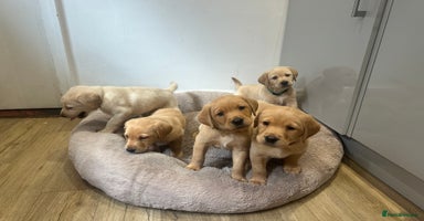 Labrador Retriever dogs - Advert 12