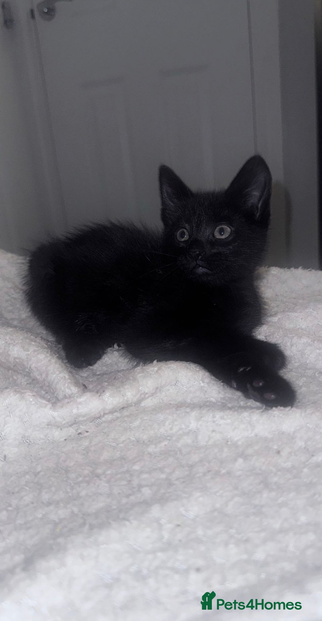 Mixed Breed cats for sale: Four mixed breed kittens for sale - Advert 6