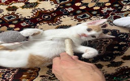 Mixed Breed cats for sale: calico male kitten READY TO LEAVE - Image 11