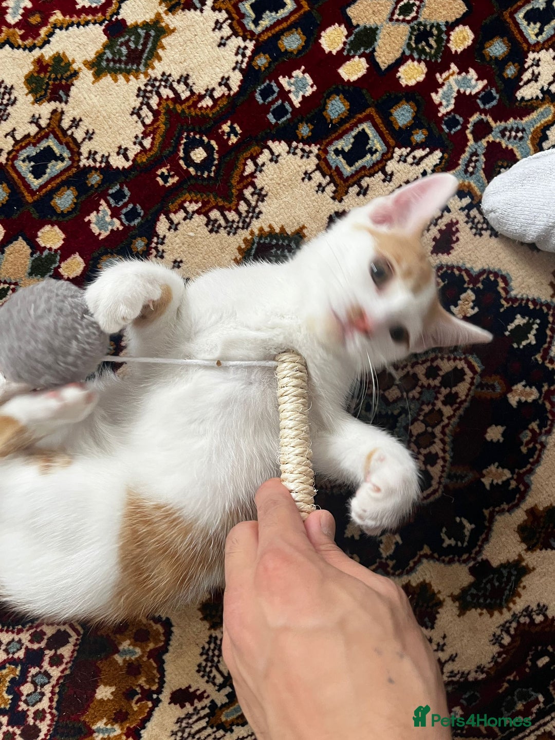 Mixed Breed cats for sale: calico male kitten READY TO LEAVE - Image 11