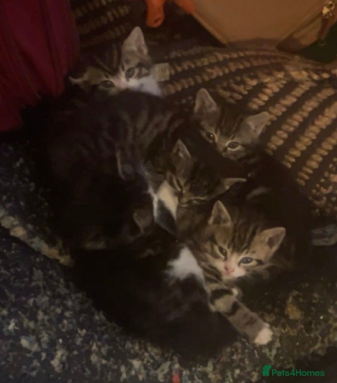 Mixed Breed cats 5 Little Furballs Looking For Loving Homes - Advert 1