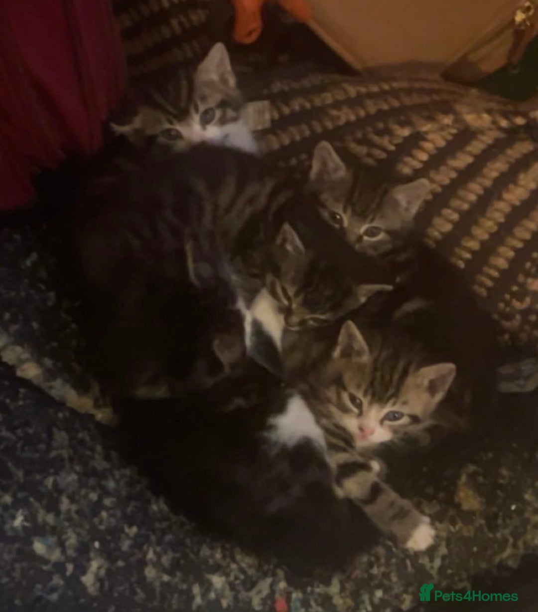 Mixed Breed cats for sale: 5 Little Furballs Looking For Loving Homes😻😻 - Advert 1