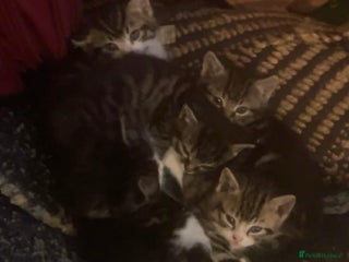Mixed Breed cats 5 Little Furballs Looking For Loving Homes - Advert 1