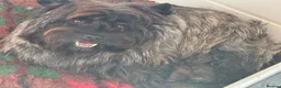 Cairn Terrier dogs for sale: KC pups off Health Tested parents, avail 11th Oct - Advert 2
