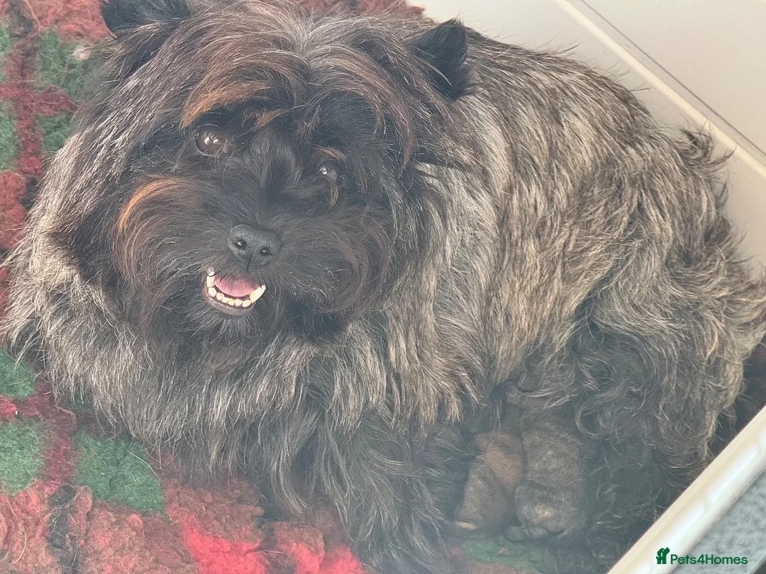 Cairn Terrier dogs for sale: KC pups off Health Tested parents, avail 11th Oct - Advert 2
