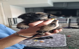 Border Terrier dogs for sale: Border Terrier Pups - Image 24