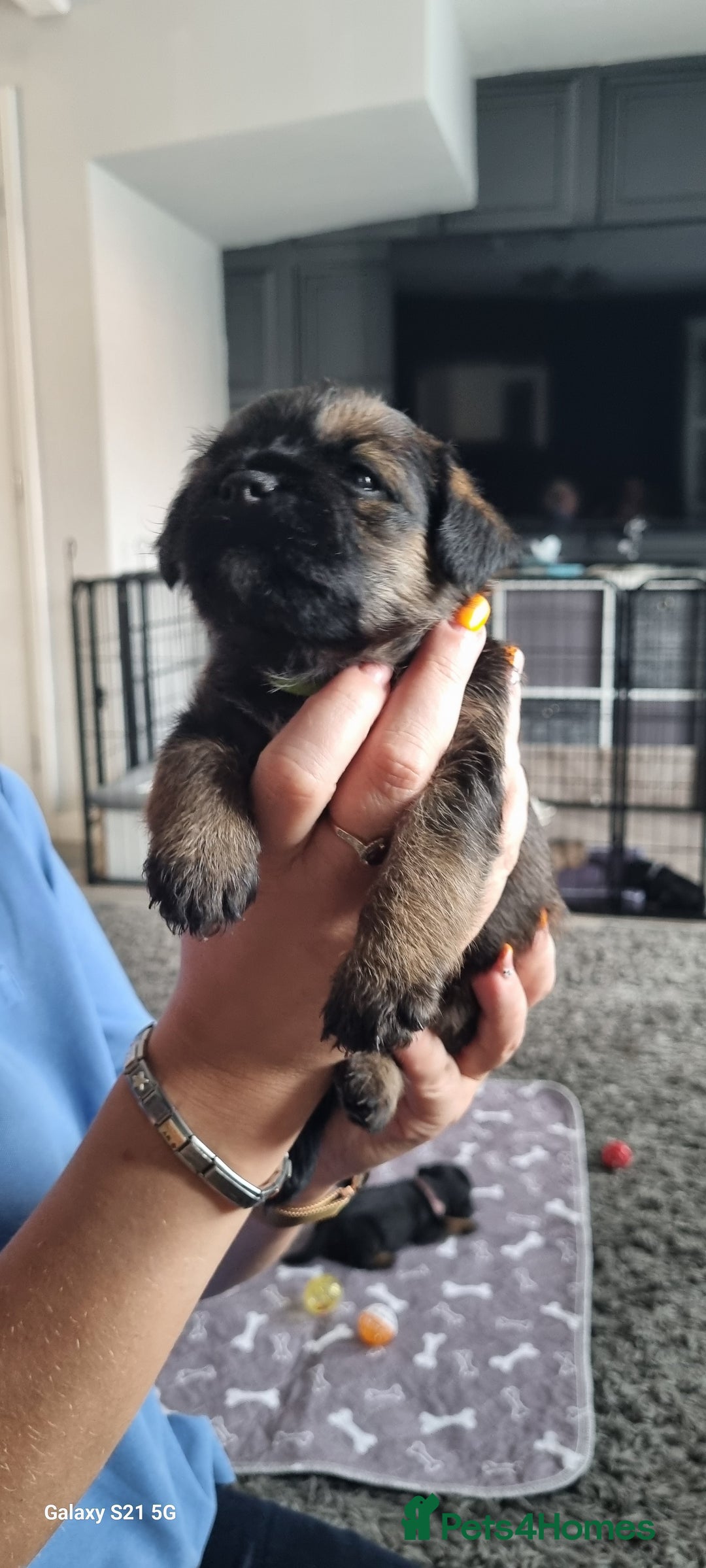 Border Terrier dogs for sale: Border Terrier Pups - Image 24