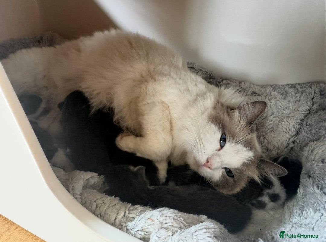 Ragdoll cats for sale: Ragdoll cross kittens  - Image 2