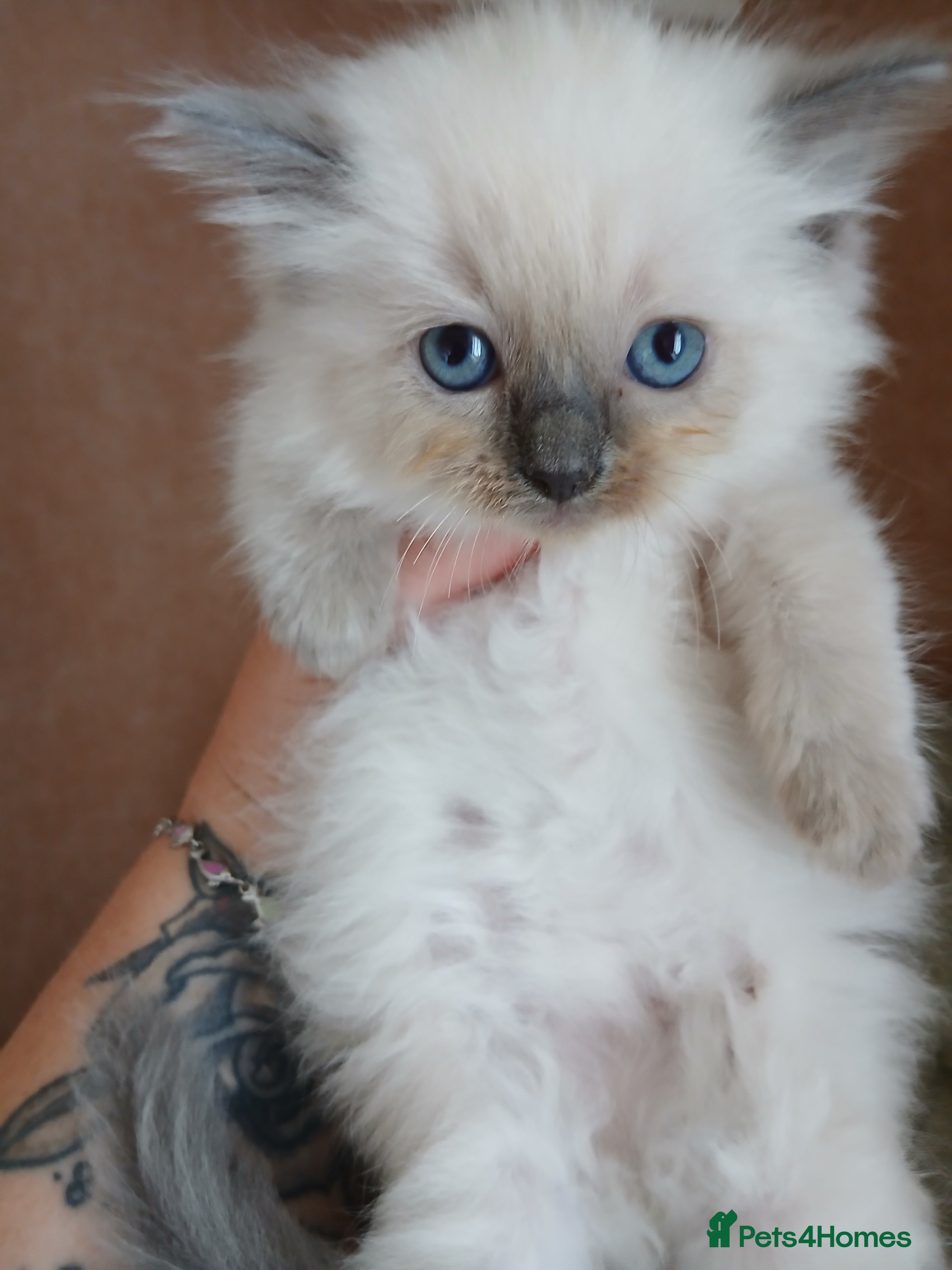 Ragdoll cats Stunning Ragdoll Kittens - Advert 2
