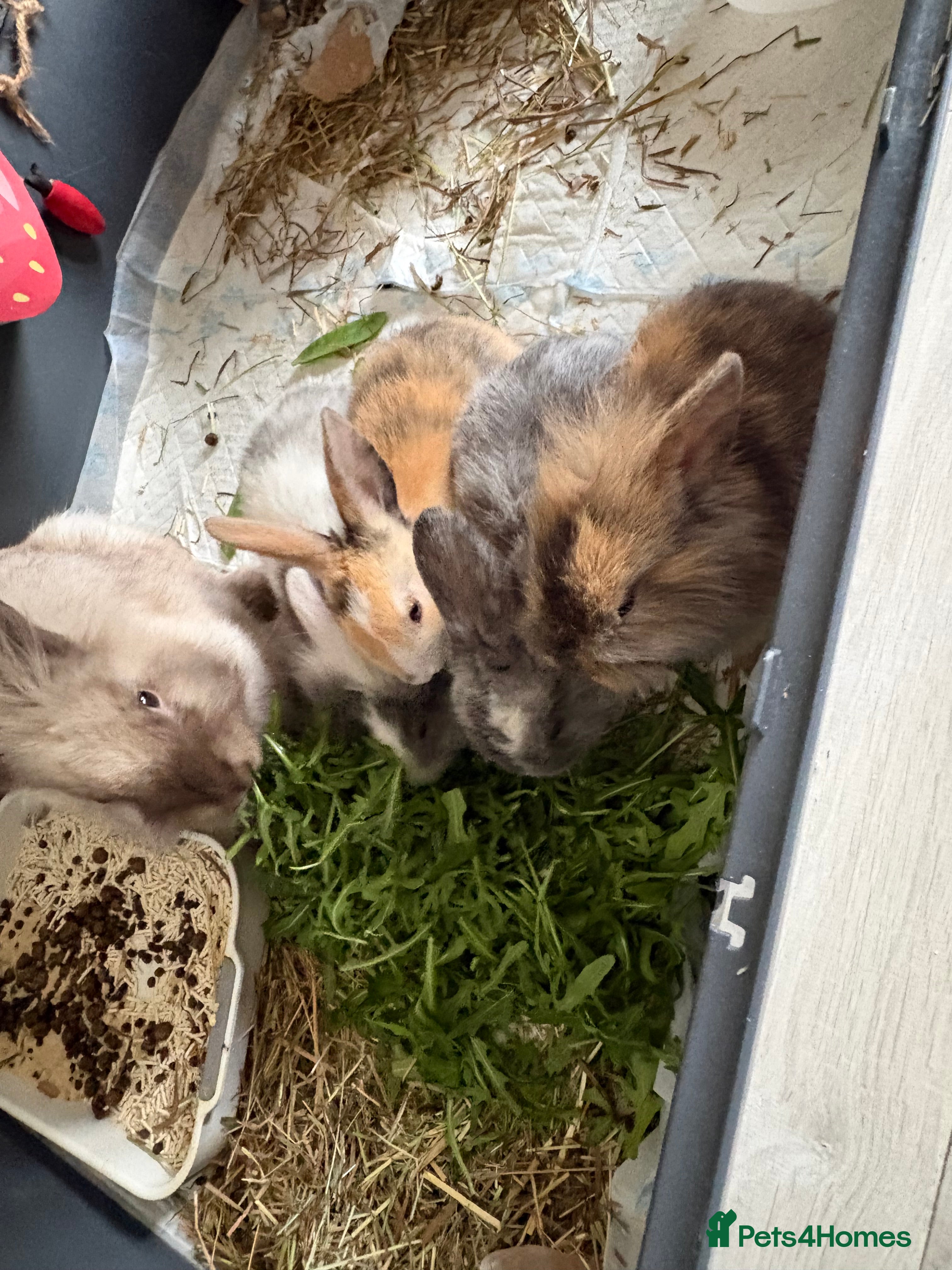 Lionhead rabbits Baby lion head rabbits  - Advert 1