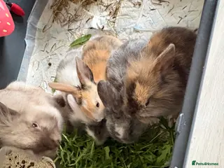 Lionhead rabbits Baby lion head rabbits - Advert 1