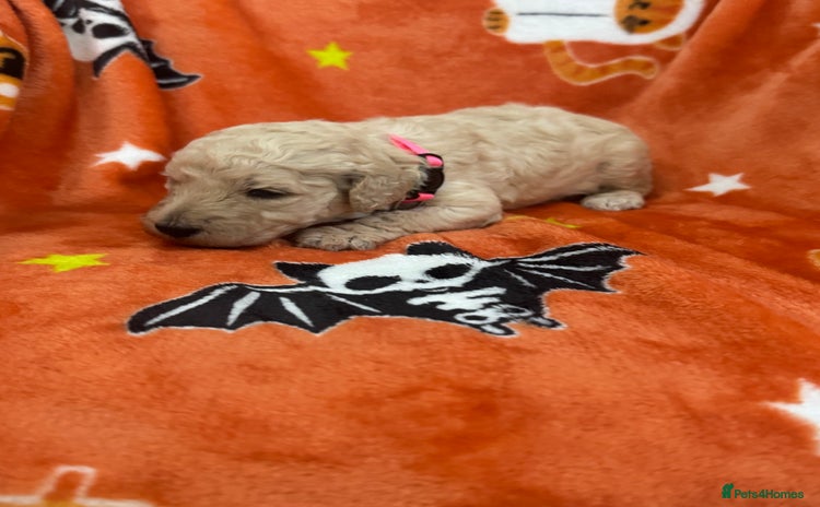 Standard Poodle dogs - Advert 3