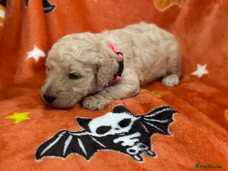 Standard Poodle dogs - Advert 1