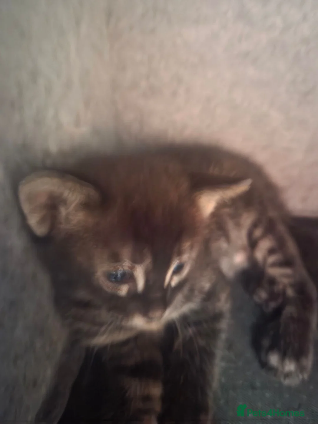 Bengal cats for sale: Bengal mixed  - Advert 11