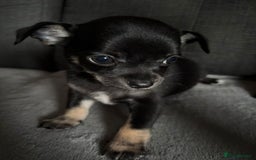 Chihuahua dogs for sale: Chihuahua Puppies For Sale Eastbourne  - Image 11