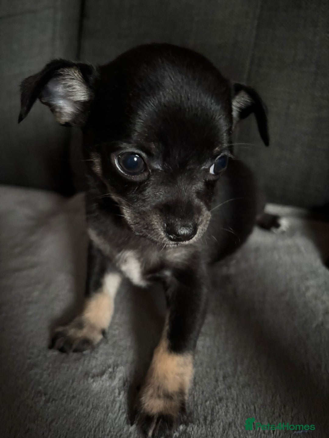 Chihuahua dogs for sale: Chihuahua Puppies For Sale Eastbourne  - Image 11