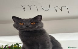 British Shorthair cats for sale: 5 Adorable British Shorthair Kittens - Image 38