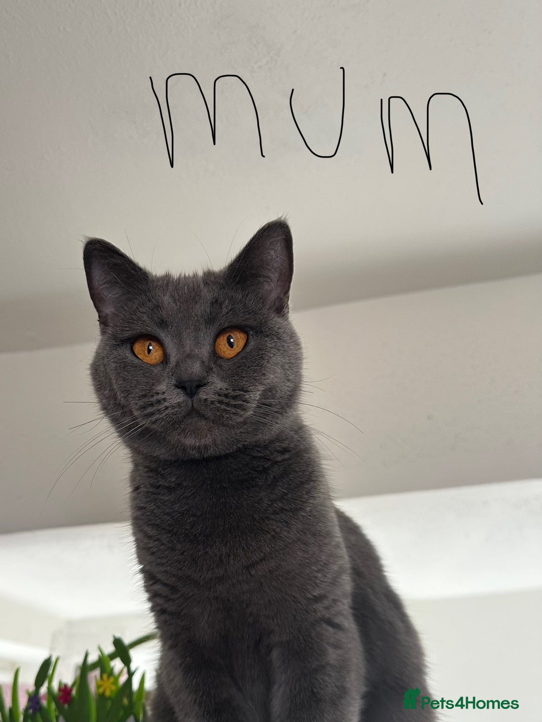 British Shorthair cats for sale: 5 Adorable British Shorthair Kittens - Image 38