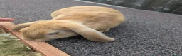 Mini Lop rabbits for sale: Mini lops  - Advert 15