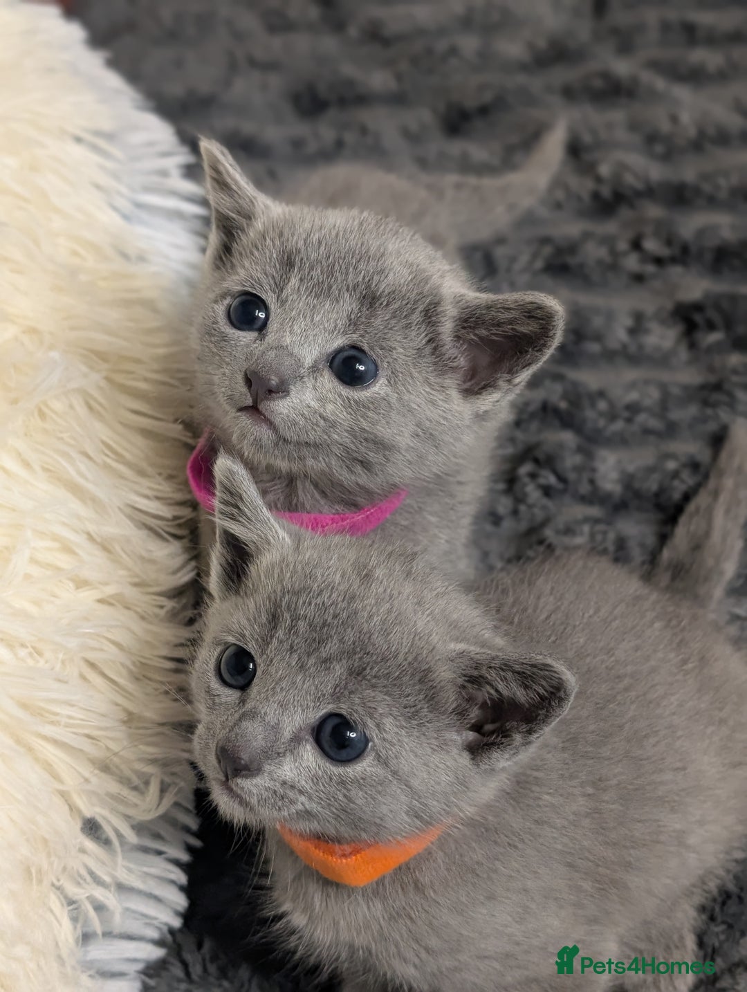 Russian Blue cats for sale: Full Pedigree Russian Blue kittens  - Advert 3