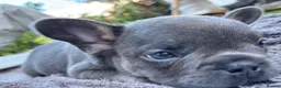 French Bulldog dogs for sale: 🐾Beautiful French Bulldog Puppies 🐾 - Advert 14