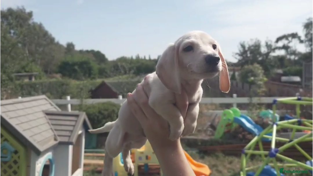 Miniature Dachshund dogs for sale: Miniature Cream Dachshund Puppies KC Reg   - Image 3