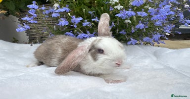 Mini Lop rabbits - Advert 2