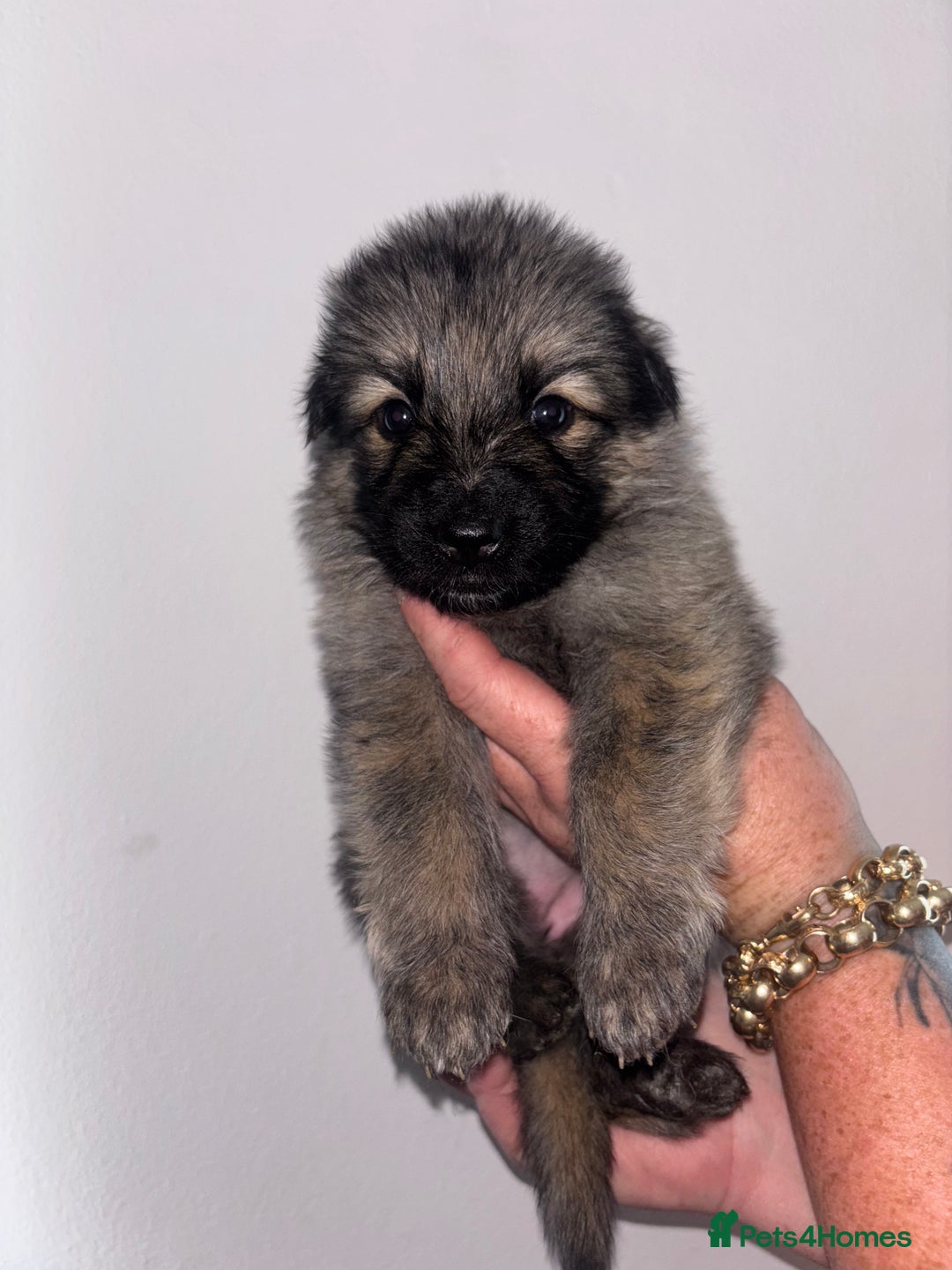 German Shepherd dogs for sale: Beautiful German Shepard puppies - Image 15