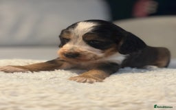 Cocker Spaniel dogs for sale: 6 Cocker Spaniel puppies for sale - Advert 32